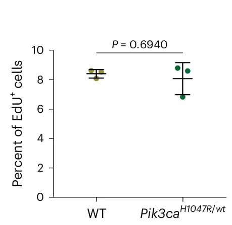 Open access visualization of Scatter Plot, Error Bars, EdU+ Cells, Wild-Type, Pik3ca H1047R-/wt Mutant Areas