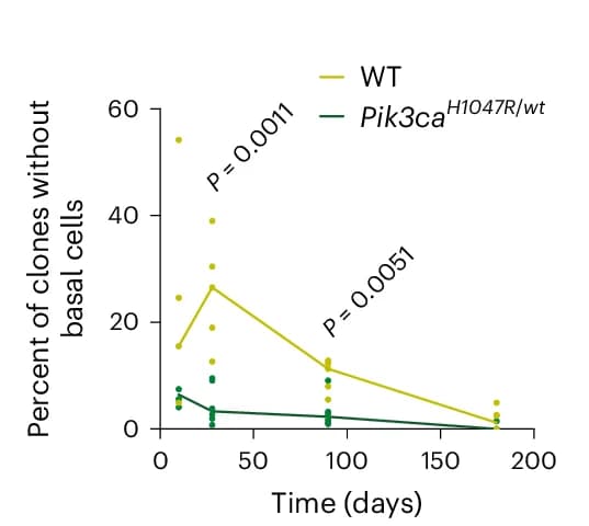 Open access visualization of Line Plot, Scatter Plot, Clones, Basal Cells, Wild-Type Clones