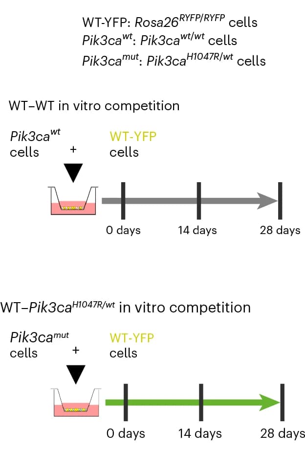 Open access visualization of Workflow, Flowchart, Rosa26 flYFP/flYFP Cells, Pik3ca H1047R/wt Cells, Pik3ca wt/wt Cells