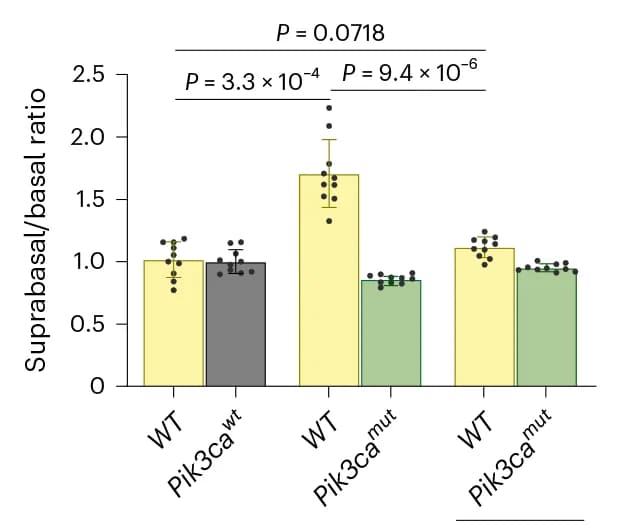 Open access visualization of Clustered, Bar Plot, Error Bars, Suprabasal Cells, Basal Cells