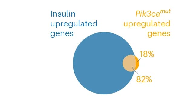 Open access visualization of Pie Chart, Cell Culture, Starvation Medium, LY294002, Insulin