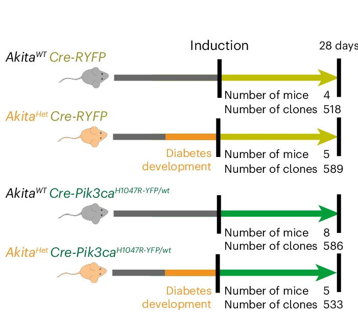 Open access visualization of Workflow, Mice, Akita, Diabetes