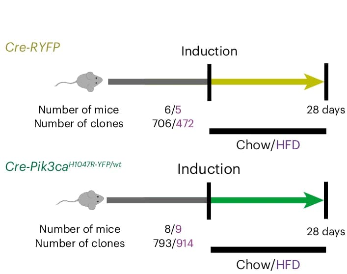 Open access visualization of Workflow, Mice, Chow, HFD