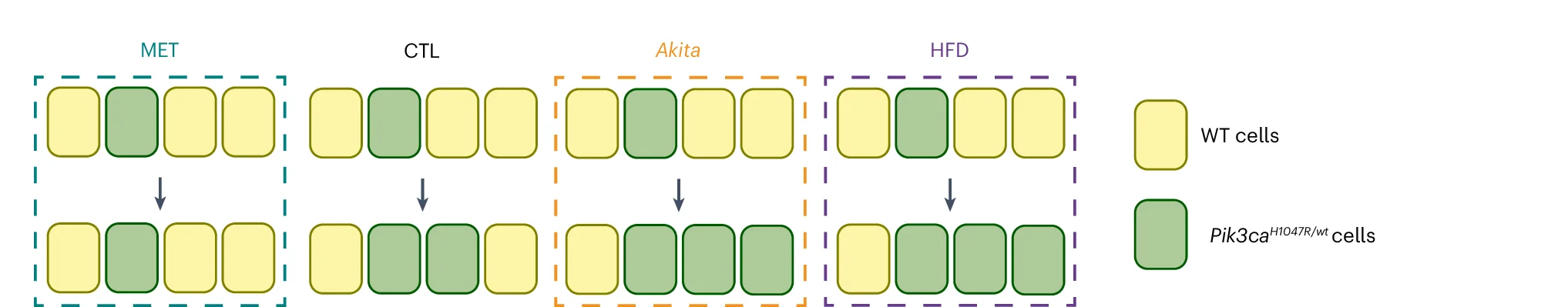 Open access visualization of Workflow, Flowchart, Mutant Cells, MET, Akita