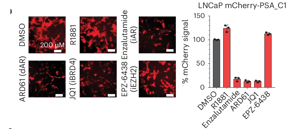 Open access visualization of Bar Plot, Microscopy, Error Bars, mCherry Immunofluorescence, LNCaP Cells