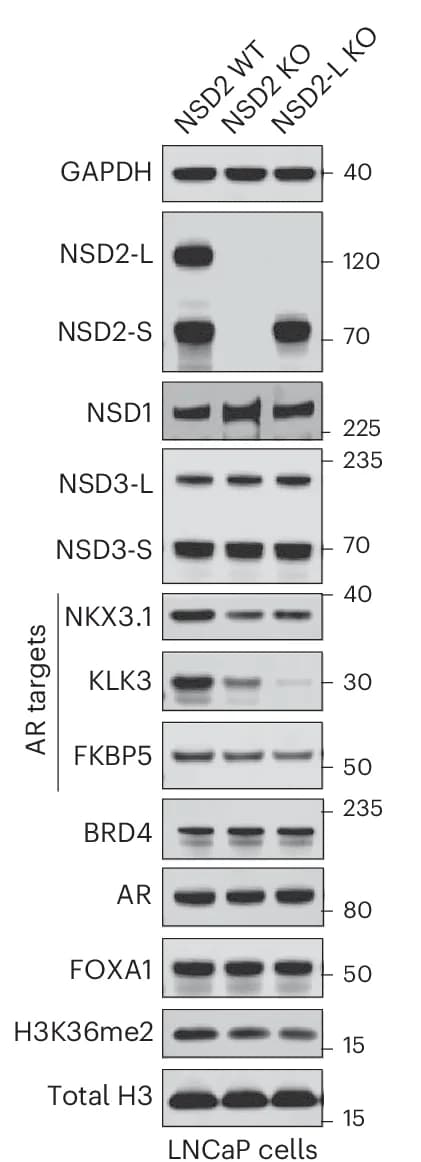 Open access visualization of Gel, Immunoblot, Proteins, CRISPR Knockout, NSD2 Isoforms