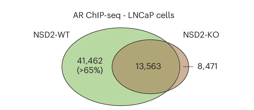 Open access visualization of Venn Diagram, AR ChIP-seq peaks, NSD2 Wild-Type, NSD2 Knockout, LNCaP Cell Lines