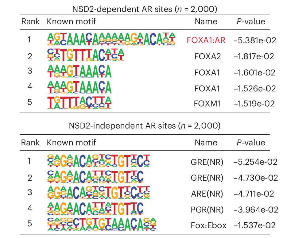 Open access visualization of Table Image, HOMER Motifs, NSD2-dependent, NSD2-independent, AR Sites