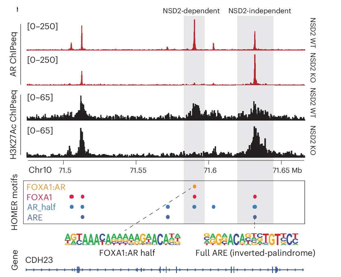 Open access visualization of Line Plot, ChIP-seq, Read-Density Tracks, AR, H3K27ac