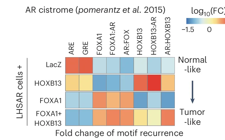 Open access visualization of Heatmap, Fold-Change Heatmap, HOMER Motifs, AR Binding Sites, HOXB13