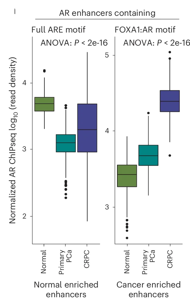 Open access visualization of Box Plot, AR ChIP-seq, Read-Density Box Plot, ARE, FOXA1:AR Chimeric Motif