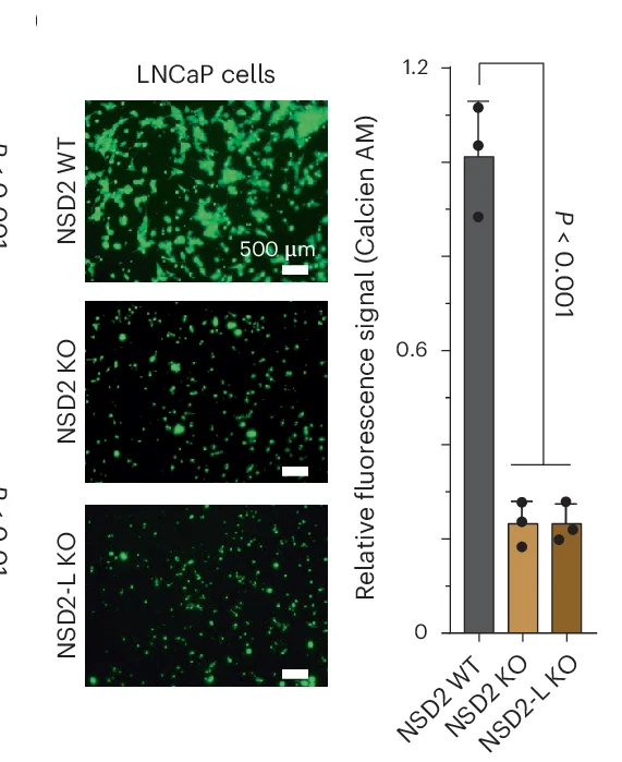 Open access visualization of Bar Plot, Error Bars, Microscopy, Boyden Chamber, NSD2-KO Cells
