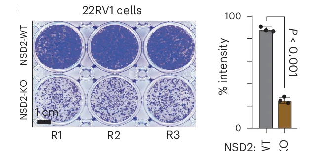 Open access visualization of Bar Plot, Error Bars, Photo, NSD2-KO Cells, Wild-Type Cells