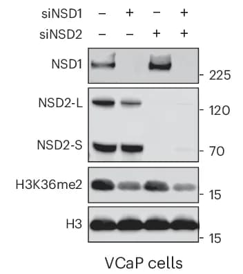 Open access visualization of Gel, Immunoblots, Proteins, siNC, NSD1 siRNA
