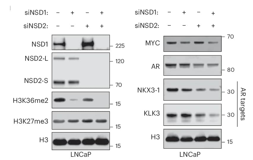 Open access visualization of Gel, Immunoblot, Proteins, siNC, siNSD1