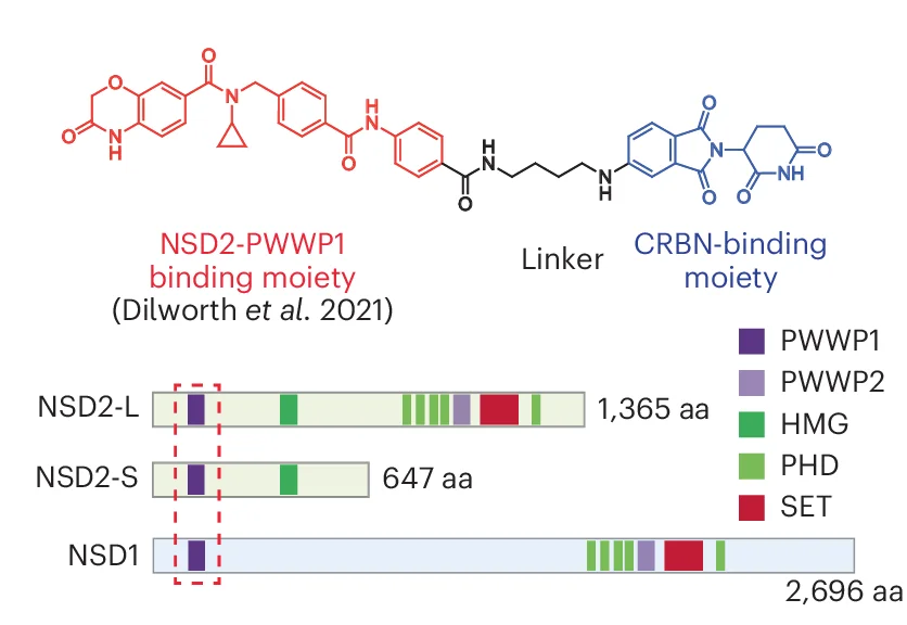 Open access visualization of Chemical Structure, Illustration, LLC0150, NSD1, NSD2