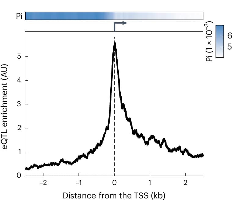 Open access visualization of Line Plot, Heatmap, eQTL Enrichment, Nucleotide Diversity, TSSs