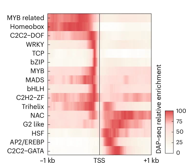 Open access visualization of Heatmap, DAP-seq, Peak Enrichment, TF Family, Signal