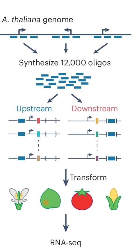 Open access visualization of Workflow, Illustration, MPRA, Arabidopsis, Reporter Gene