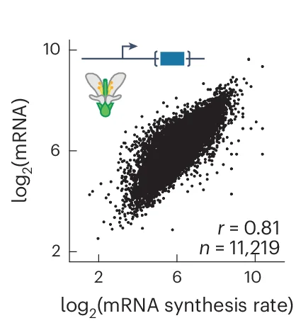 Open access visualization of Scatter Plot, Regression Plot, mRNA Levels, Synthesis Rates, MPRA