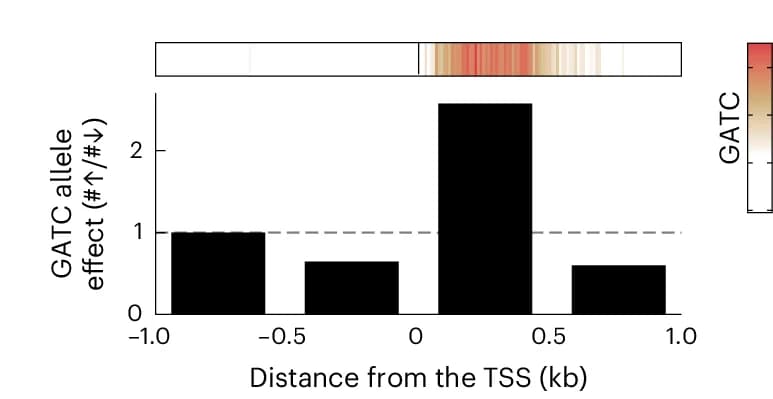 Open access visualization of Bar Plot, Heatmap, GATC Motifs, Gene Expression, Alleles