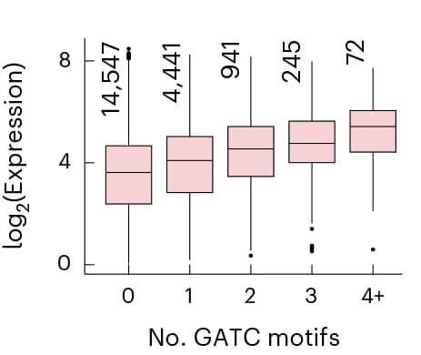 Open access visualization of Box Plot, Arabidopsis Seedlings, Gene Expression, GATC Motifs, Transcription Start Site