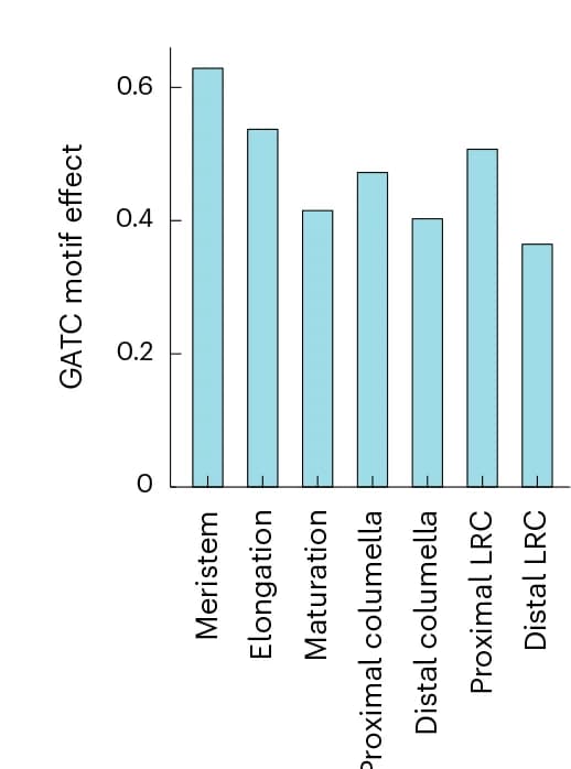 Open access visualization of Bar Plot, GATC Effect, Embryo Development, Seed Development, Imbibition