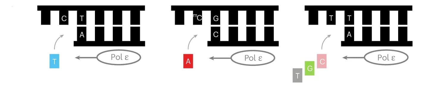 Open access visualization of Workflow, Illustration, Pol epsilon, Misincorporation, DNA Template