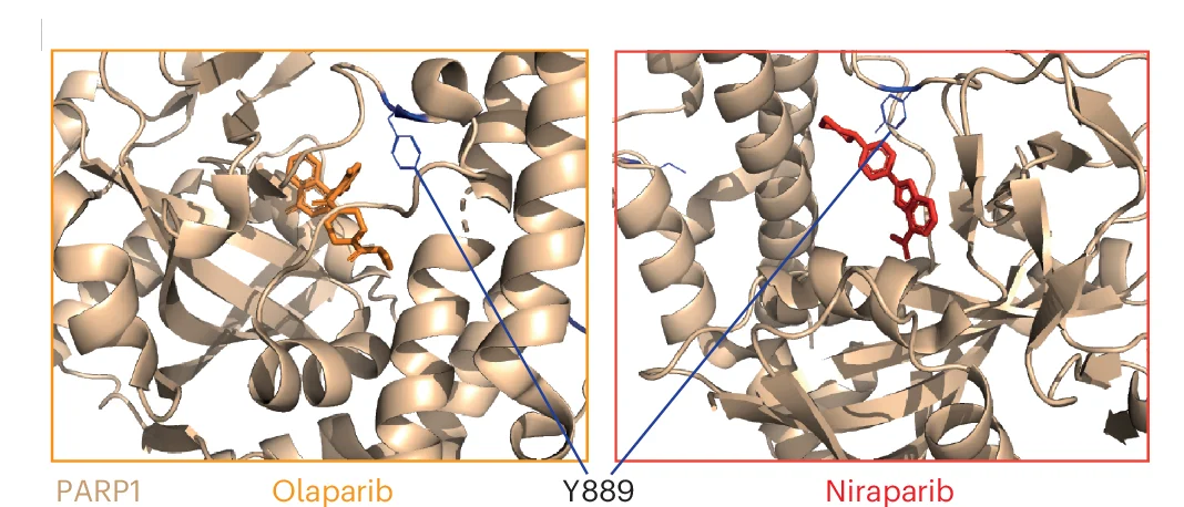 Open access visualization of Protein Structure, Chemical Structure, Crystal Structures, PARP1, Olaparib