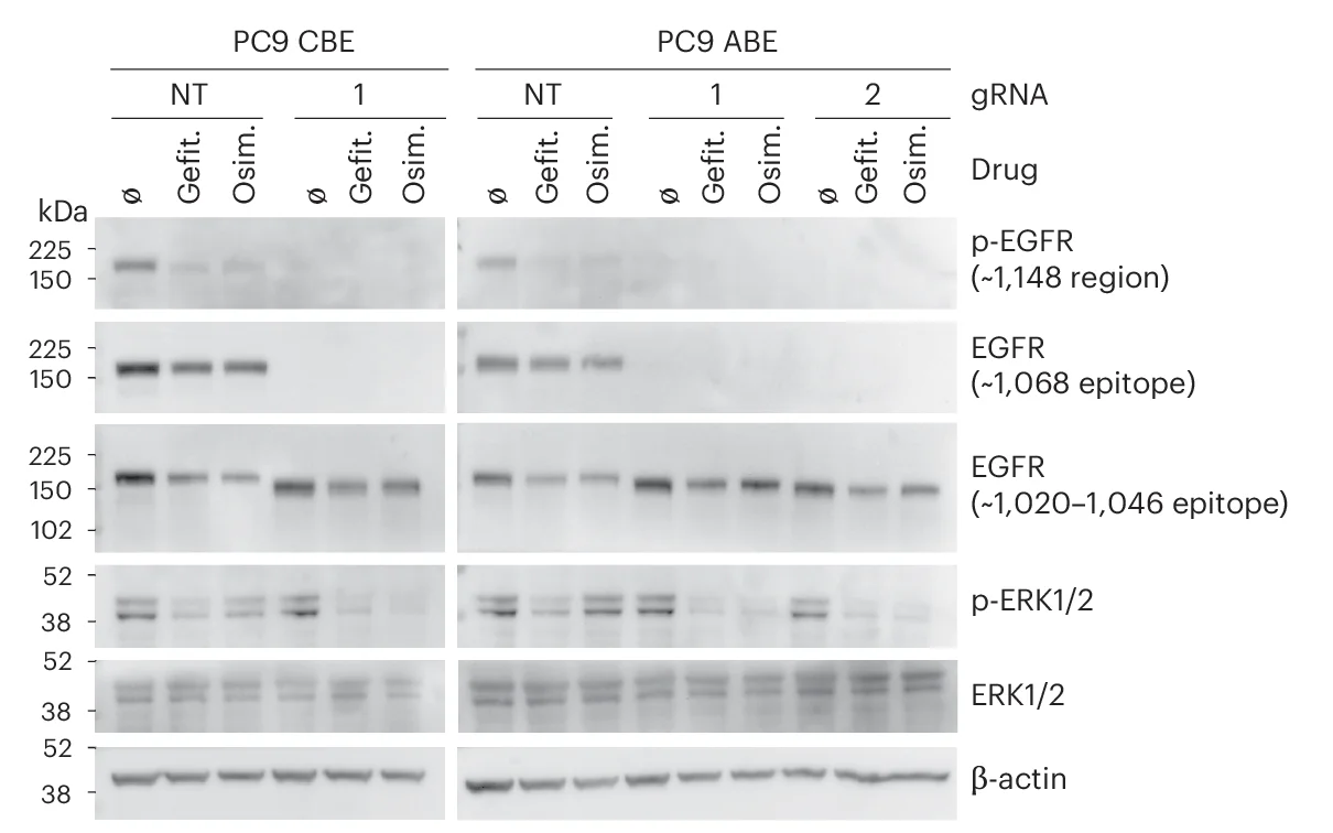 Open access visualization of Gel, Western Blotting, Drug-Sensitizing Mutants, C-Terminal Truncation, EGFR