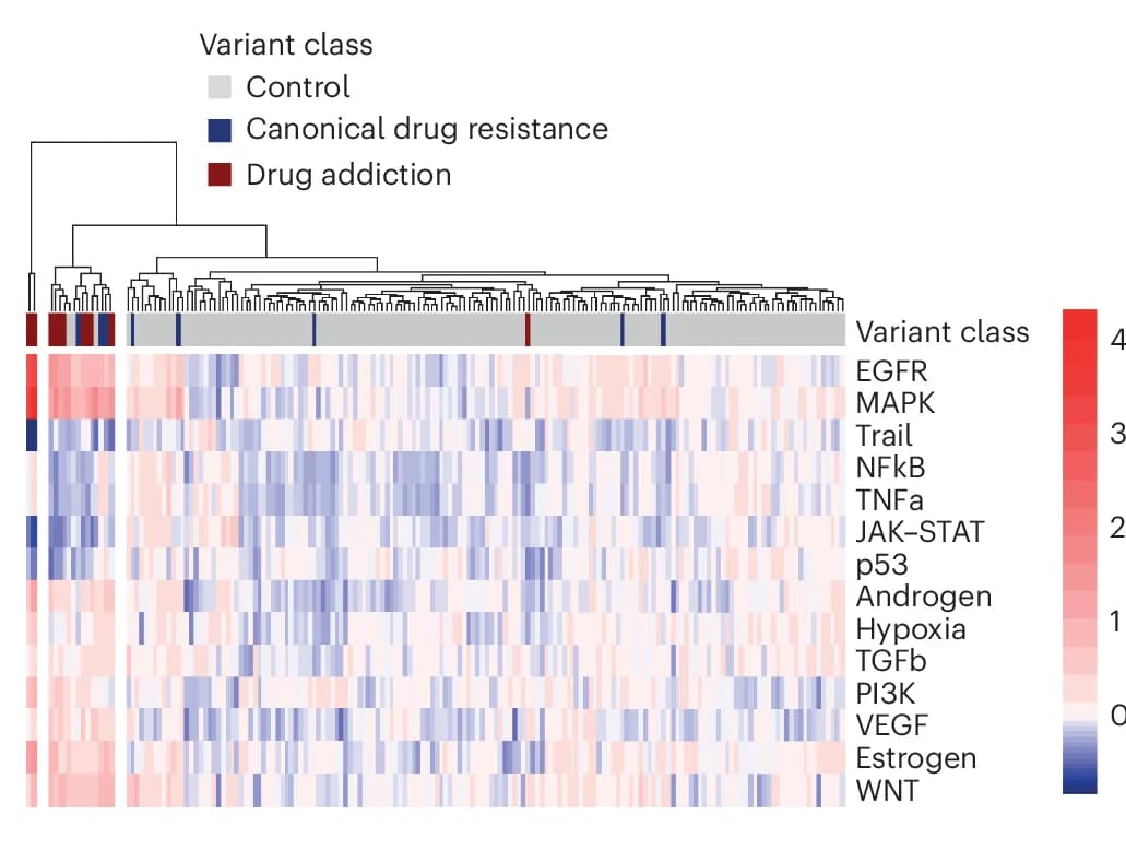 Open access visualization of Heatmap, Clustered, Hierarchical Clustering, PROGENy Pathway, Activity Scores