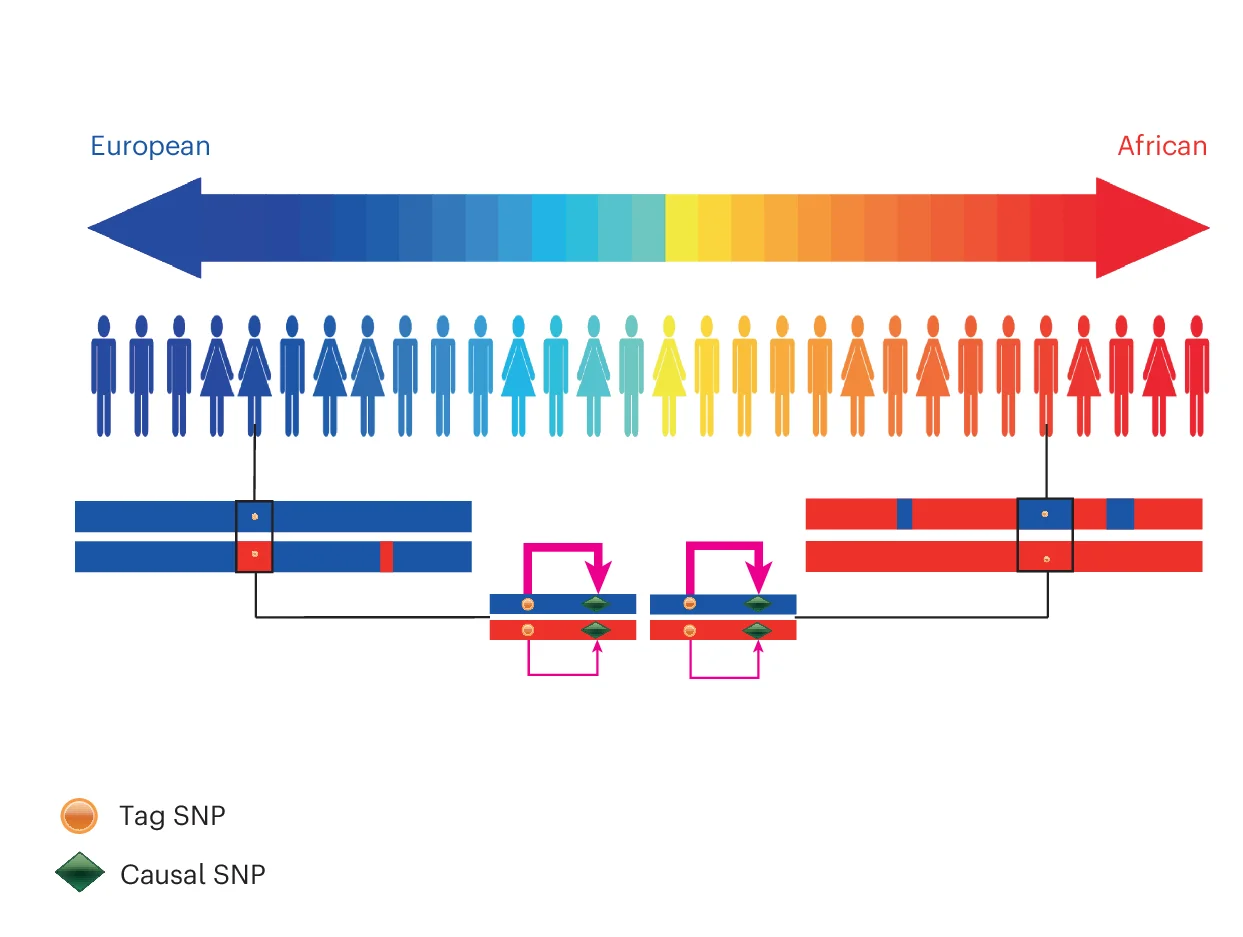 Open access visualization of Illustration, Workflow, UKB Samples, European Ancestry, African Ancestry
