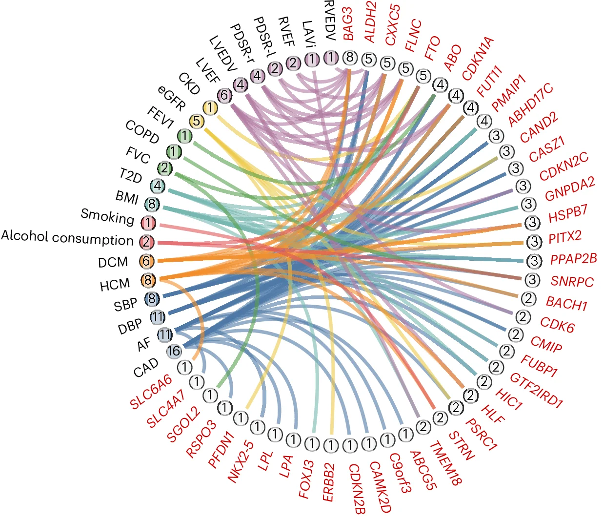 Open access visualization of Sankey, Network, Chord Diagram, Phenotypes, HF Susceptibility Loci