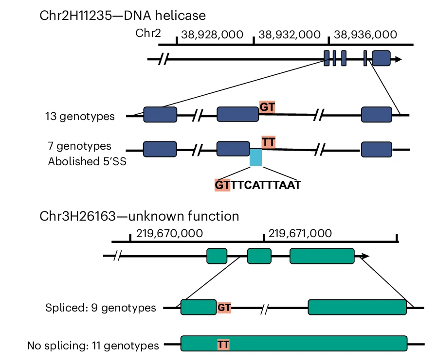 Open access visualization of Illustration, Workflow, Alternative Splicing, Intron Retention, Genotypes