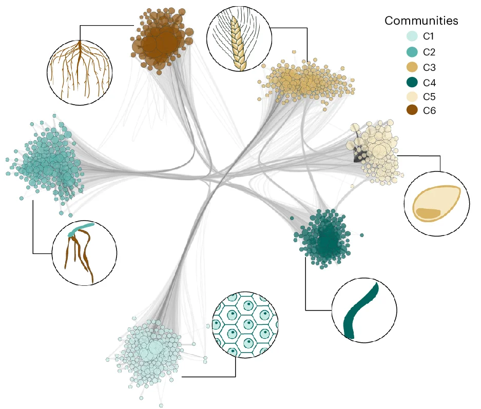 Open access visualization of Network, Scatter Plot, Bubble Plot, WGCNA Analysis, Module-Tissue Correlation