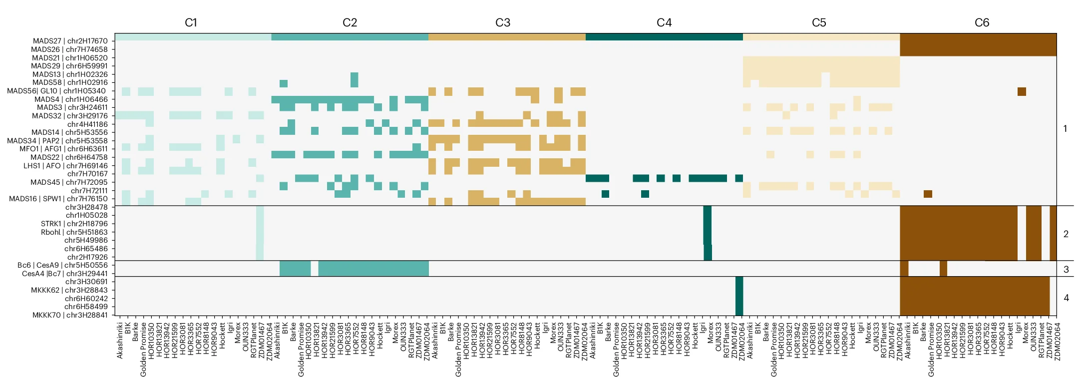 Open access visualization of Heatmap, Co-Expression Distribution, Barley Orthogroups, MADS-Box Protein Family, Genotypes
