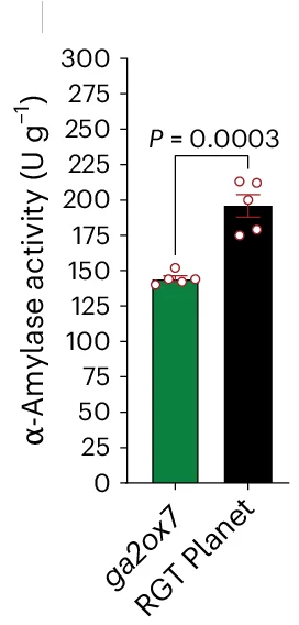 Open access visualization of Bar Plot, Error Bars, Scatter Plot, Micromalting Data, ga2ox7 Mutant