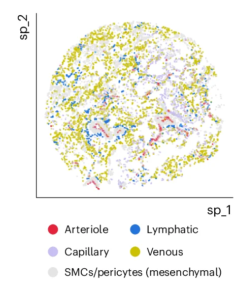 Open access visualization of Scatter Plot, UMAP, Alveolar Cells, Marker Gene Expression, Alveoli