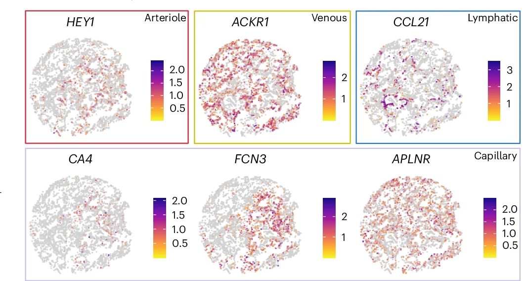 Open access visualization of Scatter Plot, UMAP, Alveolar Cells, Marker Gene Expression, Alveoli