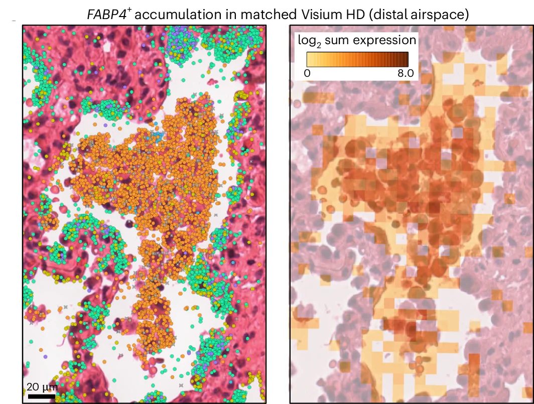 Open access visualization of Microscopy, Scatter Plot, Heatmap, Xenium Images, Visium HD Images