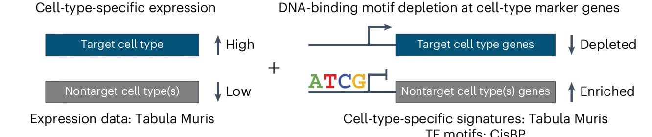 Open access visualization of Workflow, Illustration, TF Expression, DNA-binding Motif, Safeguard Repressor