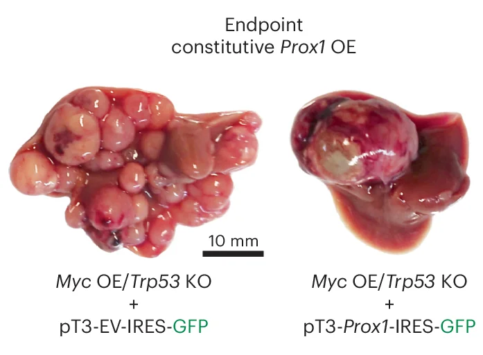Open access visualization of Photo, Mouse Livers, HDTVI, Myc OE, Trp53 KO