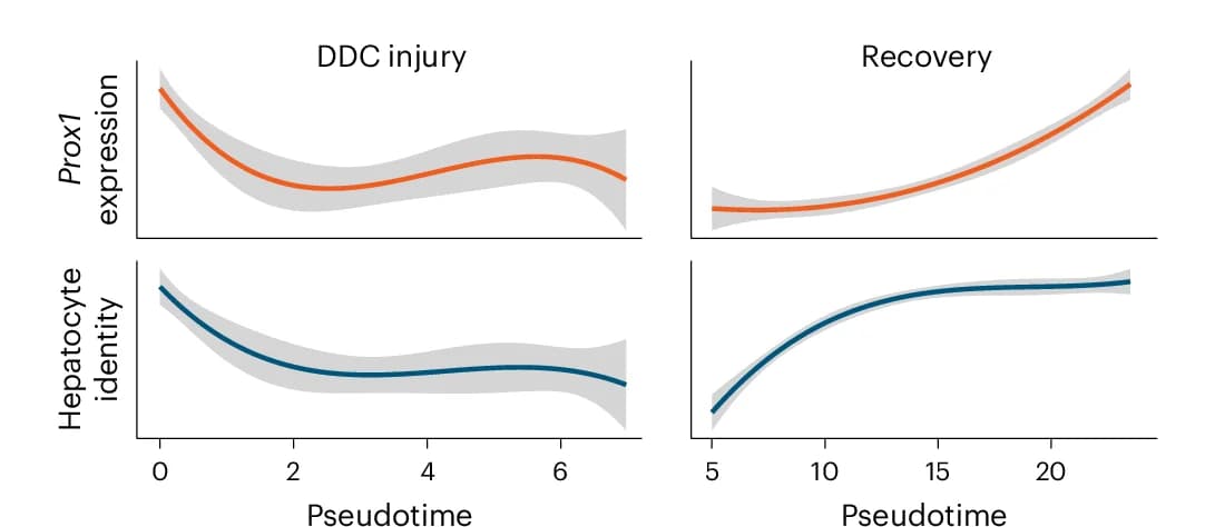 Open access visualization of Line Plot, Error Bars, RNA Expression, Prox1, Hepatocyte Signature