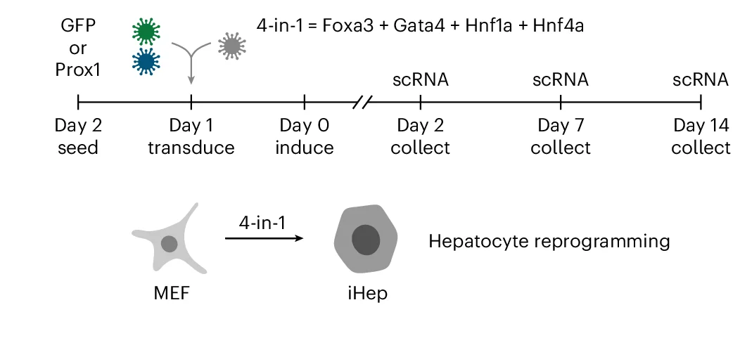 Open access visualization of Workflow, Flowchart, Illustration, Hepatocyte Reprogramming, Single-cell RNA-seq