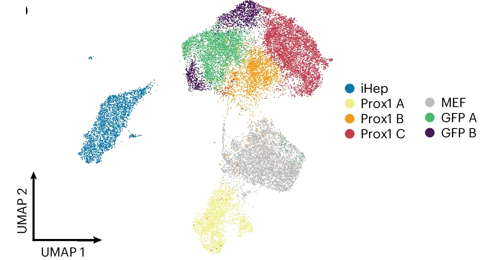 Open access visualization of Scatter Plot, UMAP, Cells, Clustering, UMAP Projection