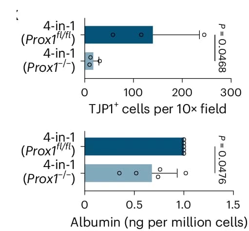 Open access visualization of Bar Plot, Error Bars, Scatter Plot, TJP1+ Cells, Albumin Secretion