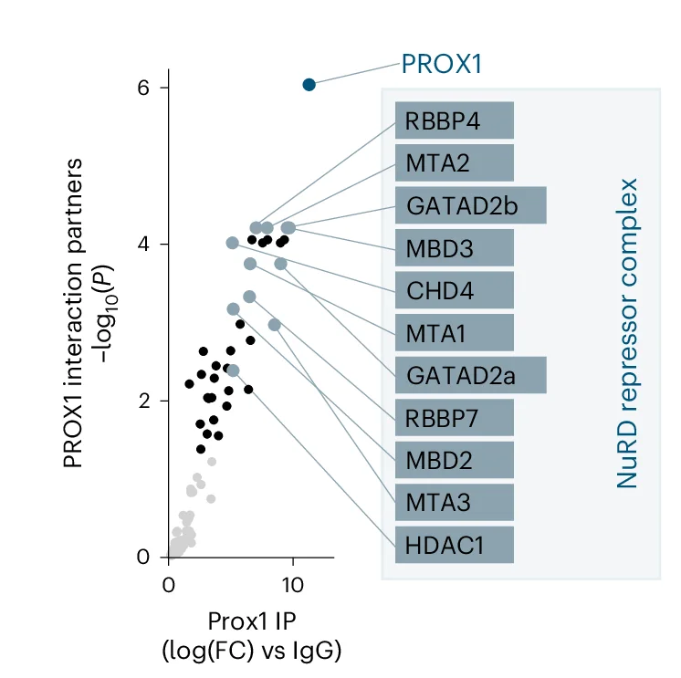 Open access visualization of Scatter Plot, Mass Spectrometry, Immunoprecipitation, Mouse Liver, PROX1