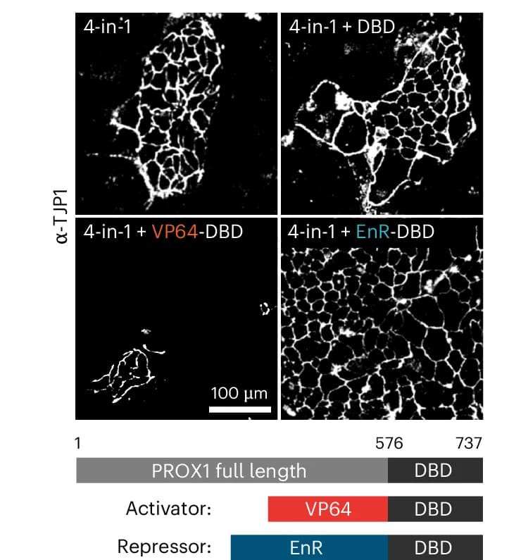 Open access visualization of Microscopy, Illustration, TJP1, Immunofluorescence, iHep reprogramming
