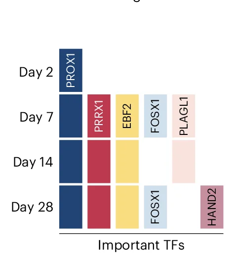 Open access visualization of Bar Plot, Transcription Factors, PROX1, Gene Regulation