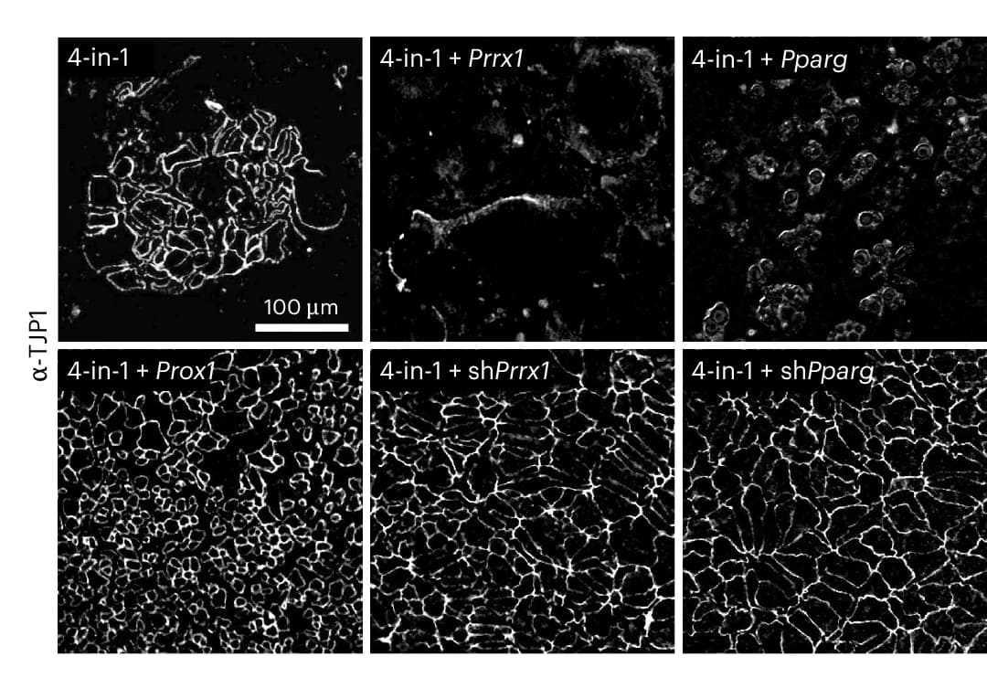Open access visualization of Microscopy, TJP1, Immunofluorescence, Hepatocyte Reprogramming, Overexpression